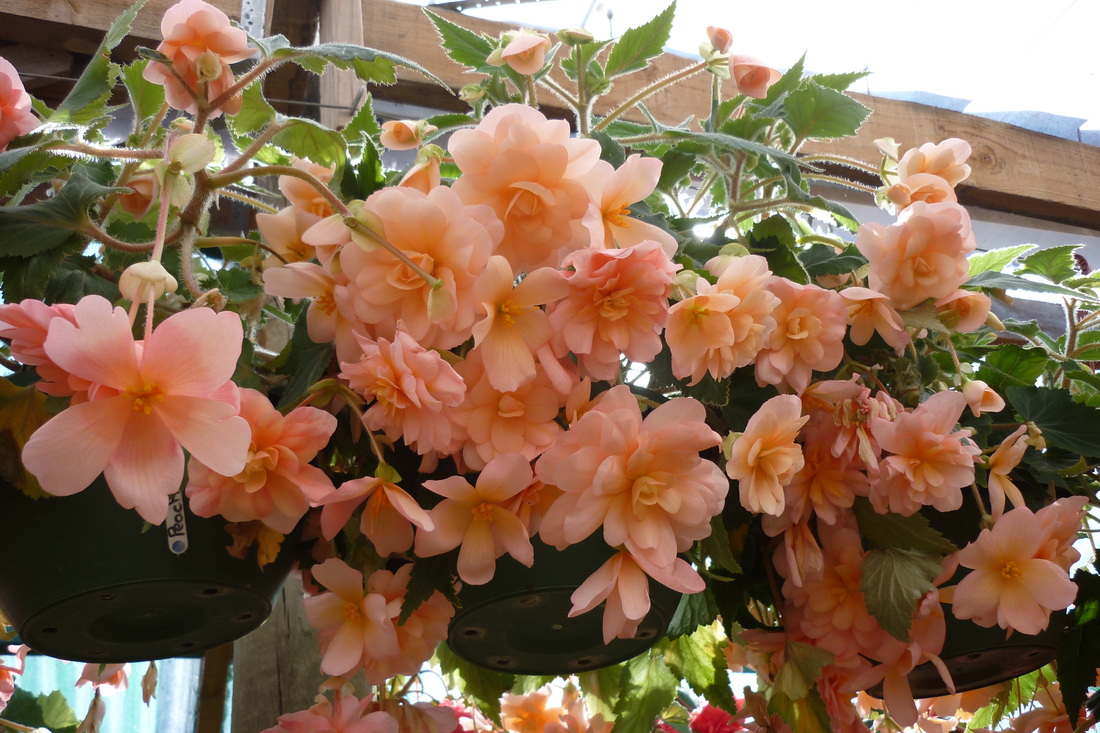B. ‘Pink Clematis’